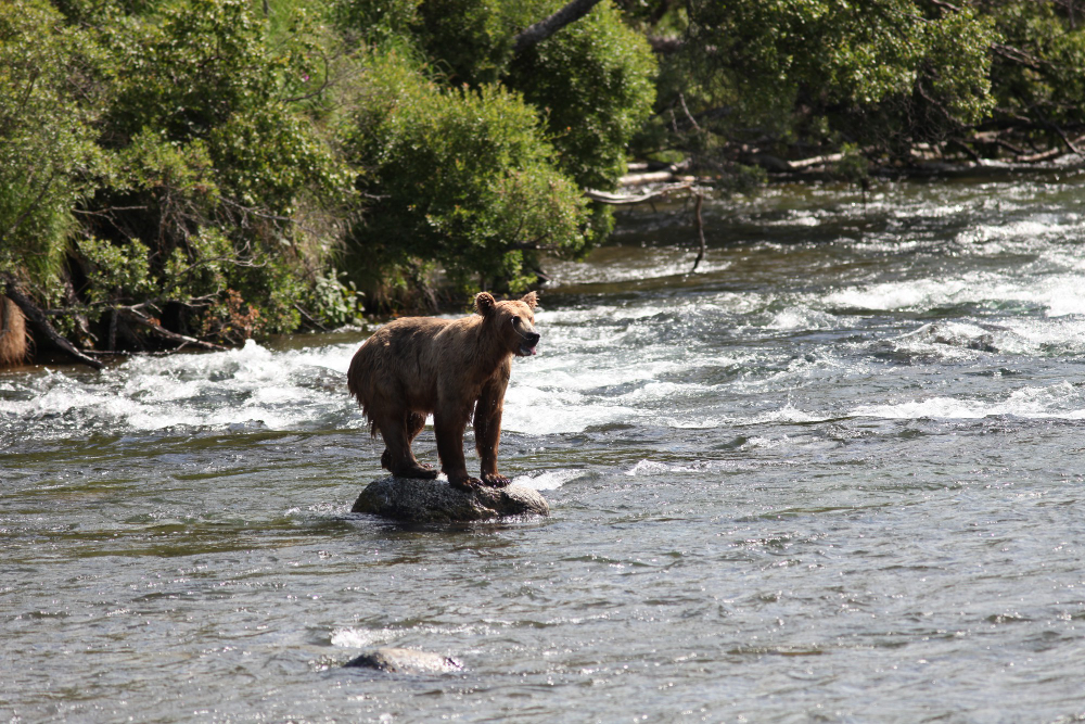 Fat Bear Week 2025 gets an early start due to big salmon run : NPR